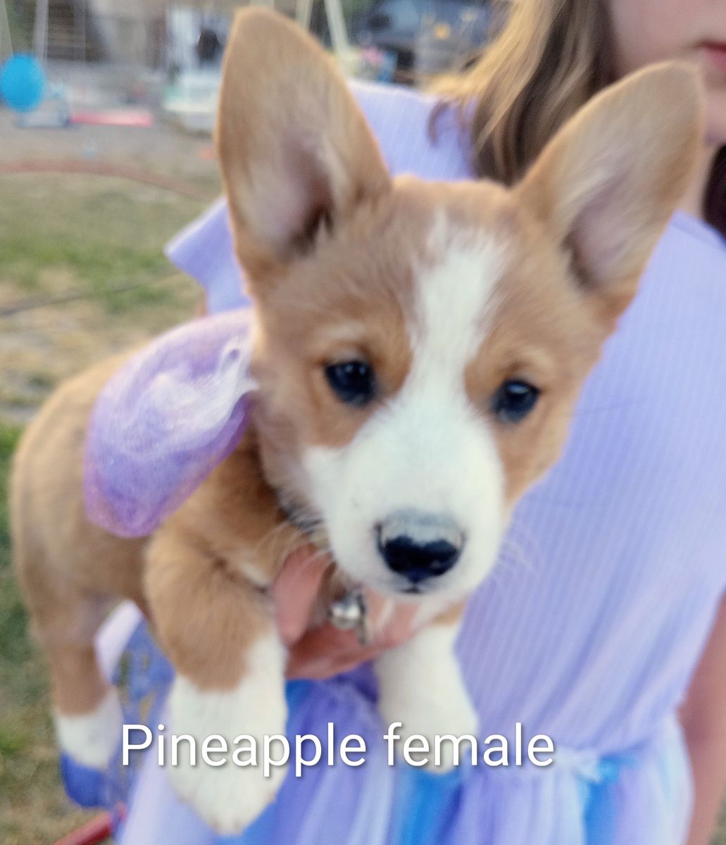 Corgi puppies