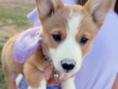 Corgi puppies
