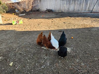 chickens
