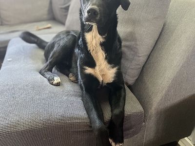 Hello my name is Dobby