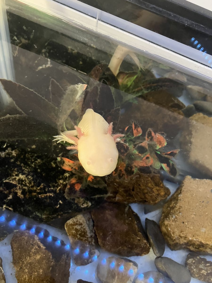 Albino Axolotl For Sale