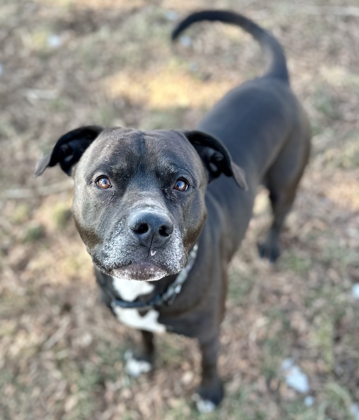 A149409 Chino is Available for Adoption!