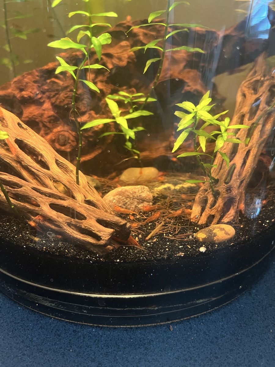 Red Cherry Shrimp (Neocaridina davidi) - Live Freshwater Aquarium Shrimp -