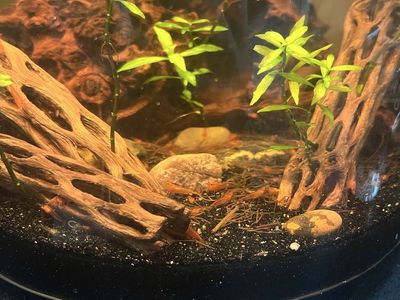 Red Cherry Shrimp (Neocaridina davidi) - Live Freshwater Aquarium Shrimp -
