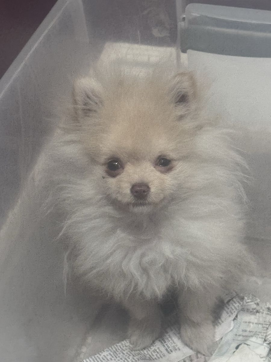 Pomeranian puppy