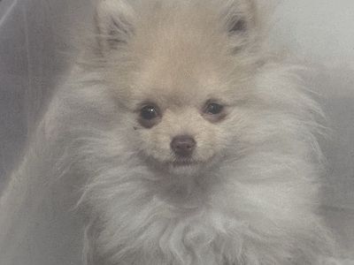 Pomeranian puppy