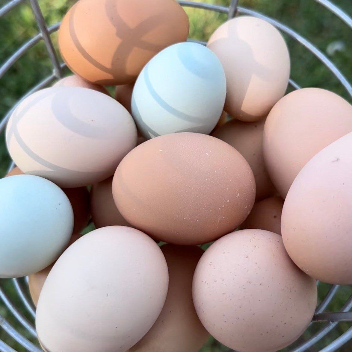 Free Range Eggs