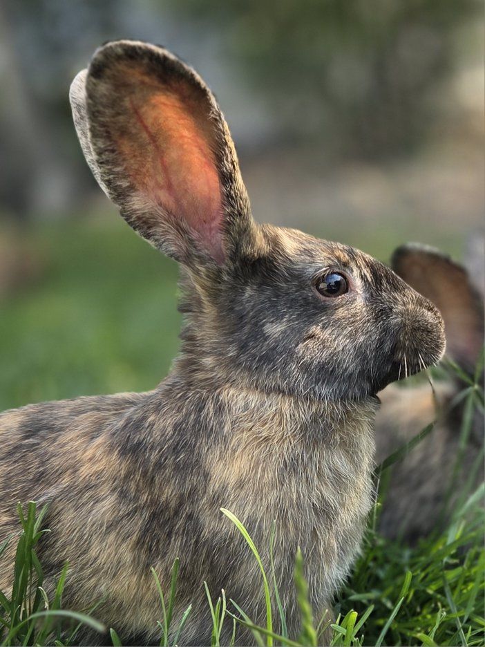 Angora JW Harlequin Cross Bunny Rabbits