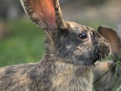 Angora JW Harlequin Cross Bunny Rabbits