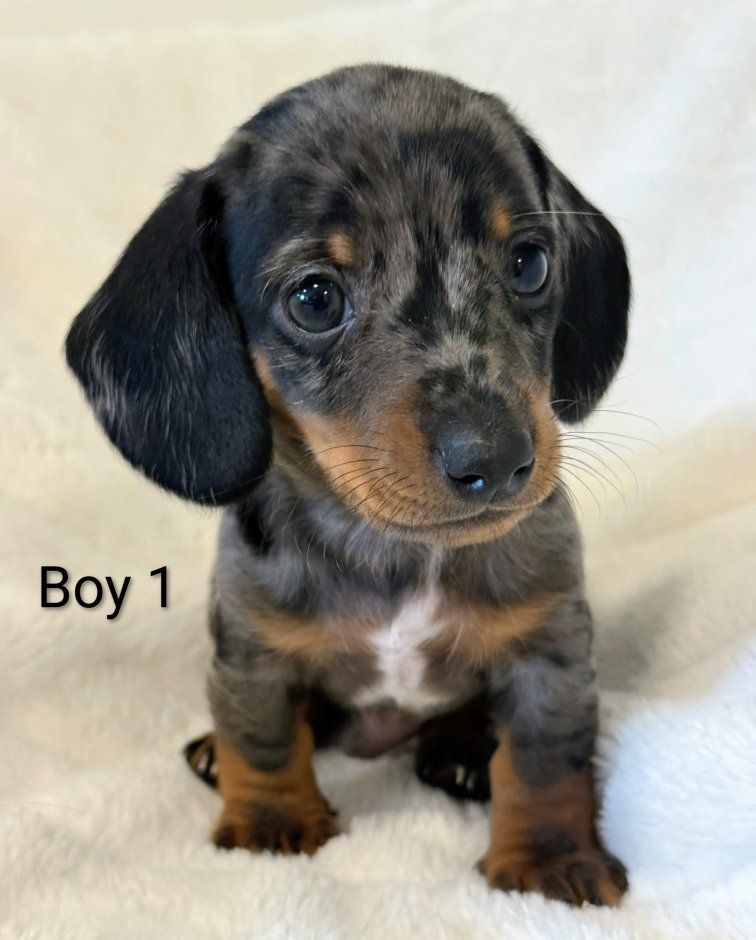 Miniature Dachshund Puppies