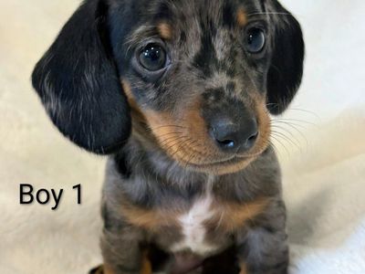 Miniature Dachshund Puppies