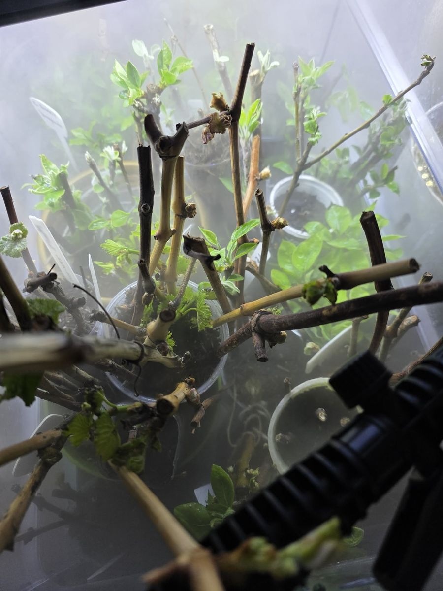 Grape Plant starts for trade