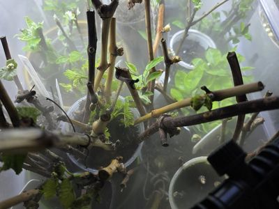 Grape Plant starts for trade