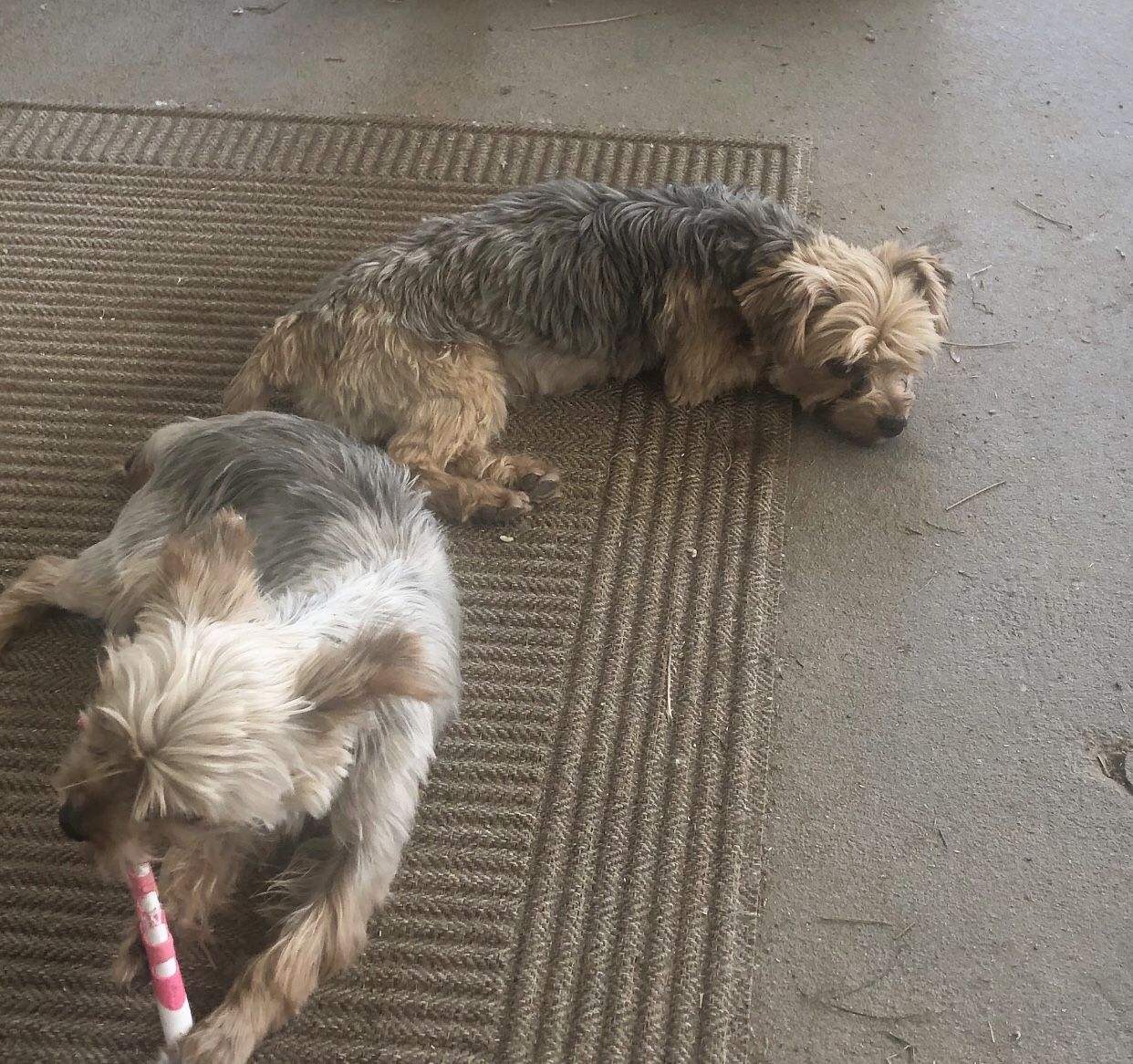 Yorkie female