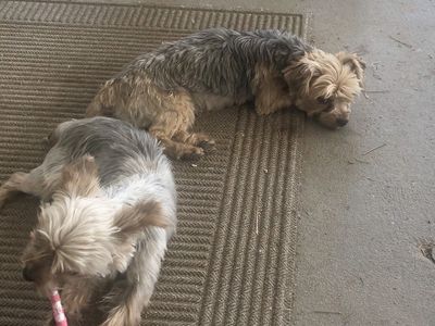 Yorkie female