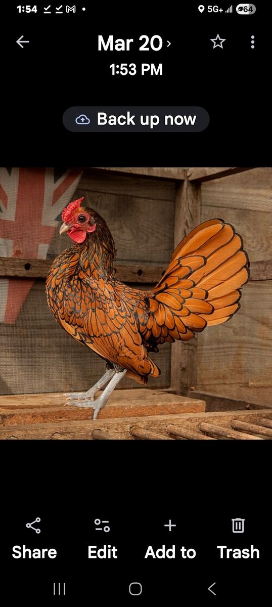 Im looking for a small golden seabright rooster or maybe even a small hen