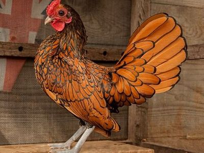 Im looking for a small golden seabright rooster or maybe even a small hen