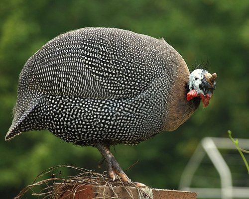 Guinea hen
