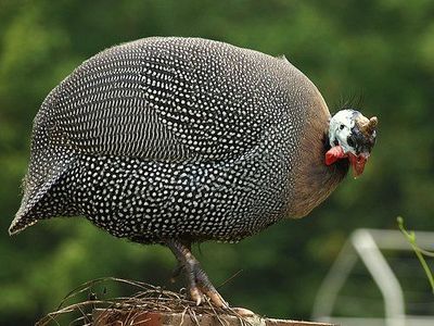 Guinea hen