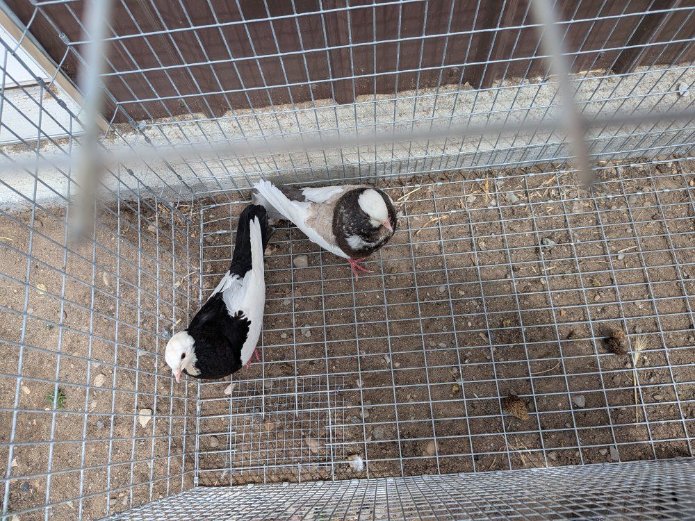 pigeons