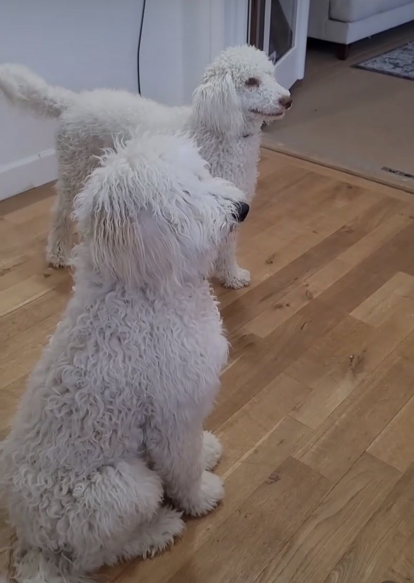 Poodle Bernadoodle Cross 3yrs Old