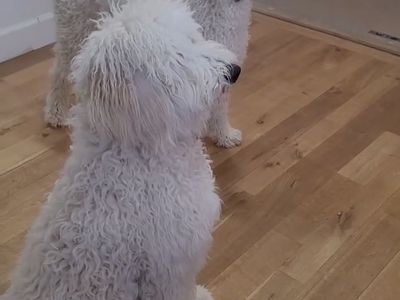 Poodle Bernadoodle Cross 3yrs Old