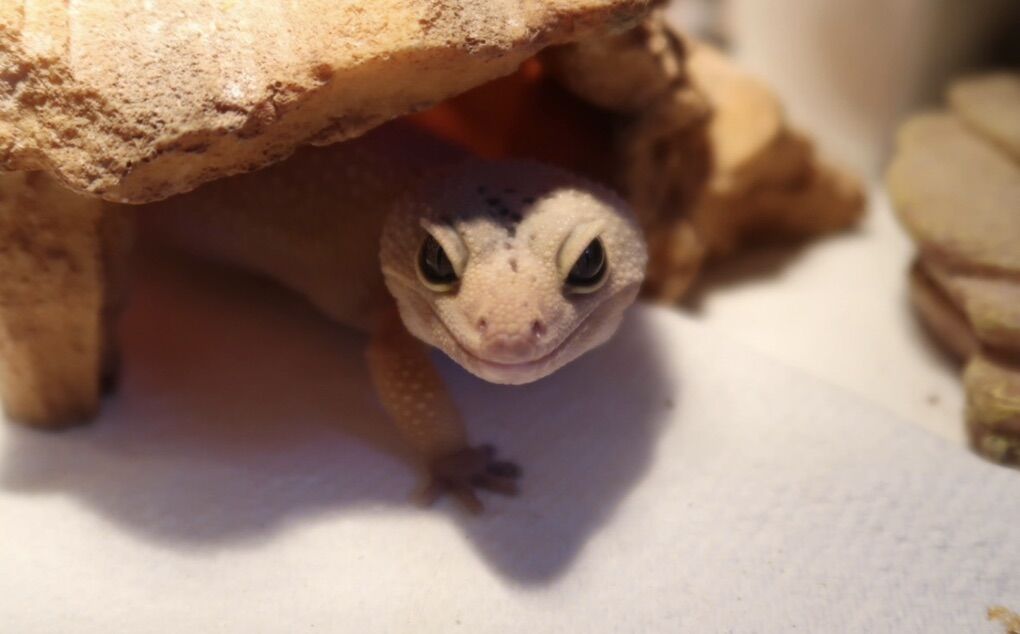 Leapord Gecko
