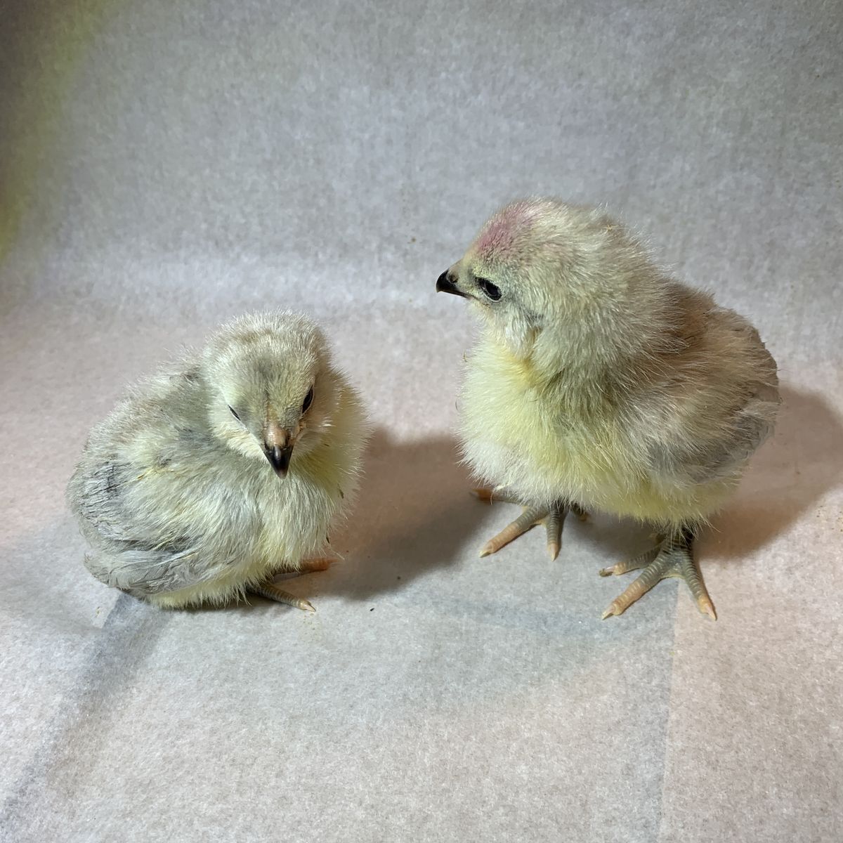 Lavender Ameraucana Chicks