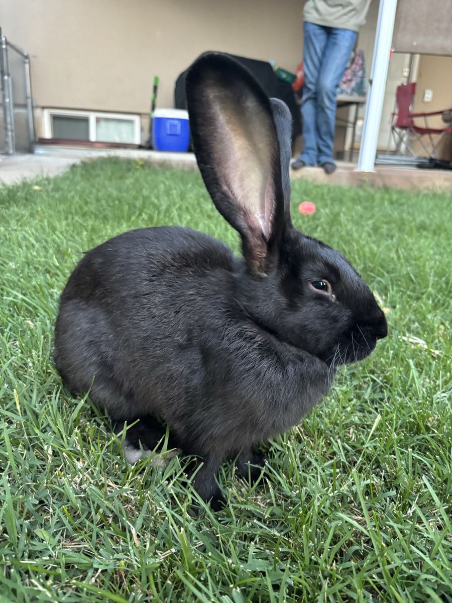 Flemish Giant Rabbit 