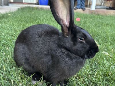 Flemish Giant Rabbit