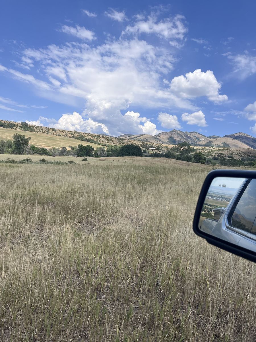 Grazing / Pasture Available for Cattle - Live Spring (Max 8 Head)