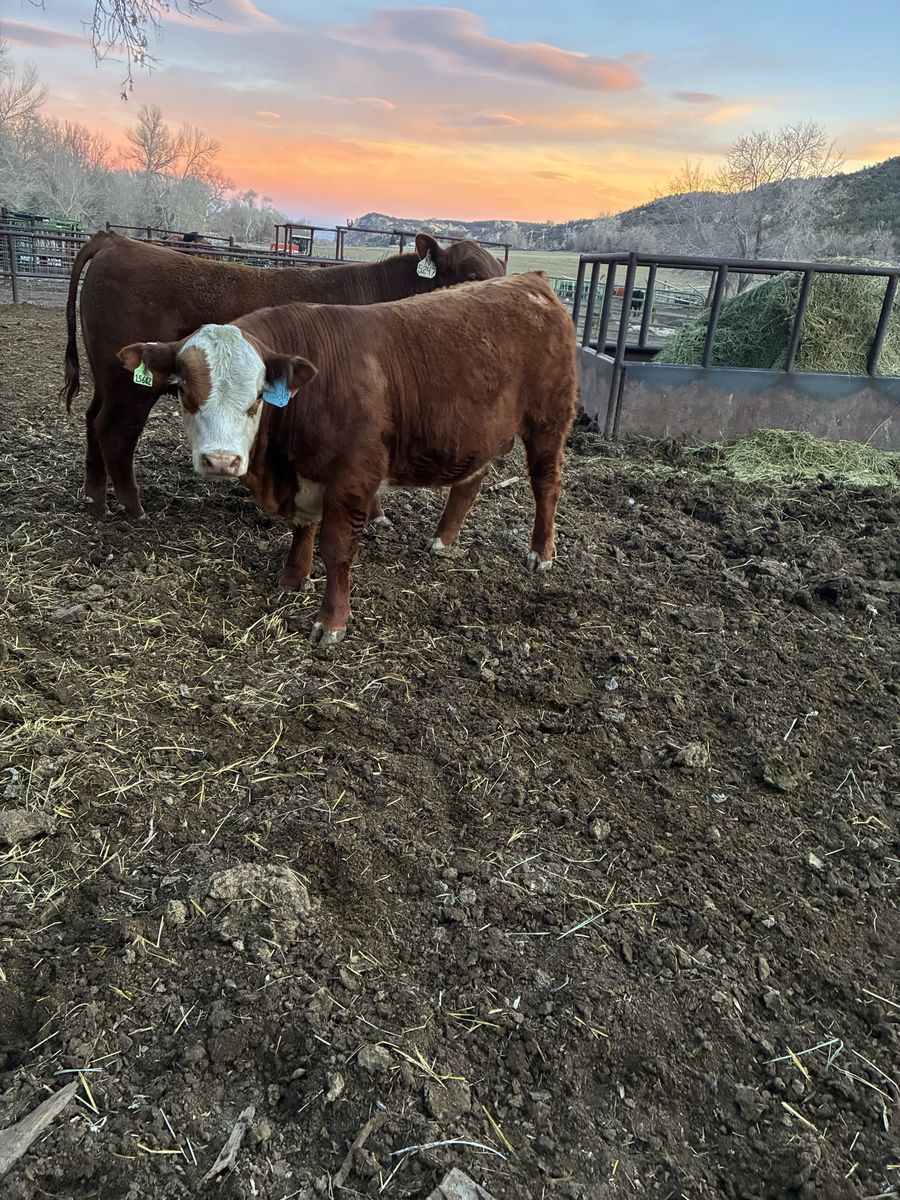 Pasture