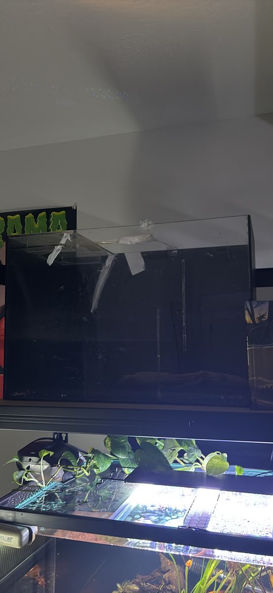 20 gallon tank