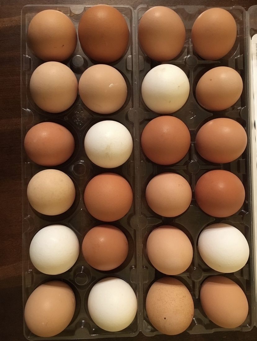 Fresh Eggs from Happy Pastured Chickens