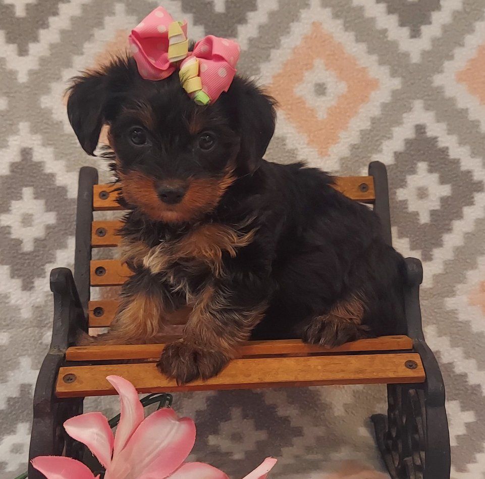 Sweet Yorkshire Terrier Puppies