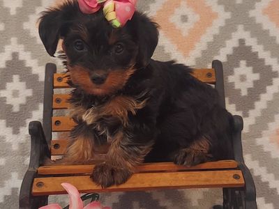 Sweet Yorkshire Terrier Puppies