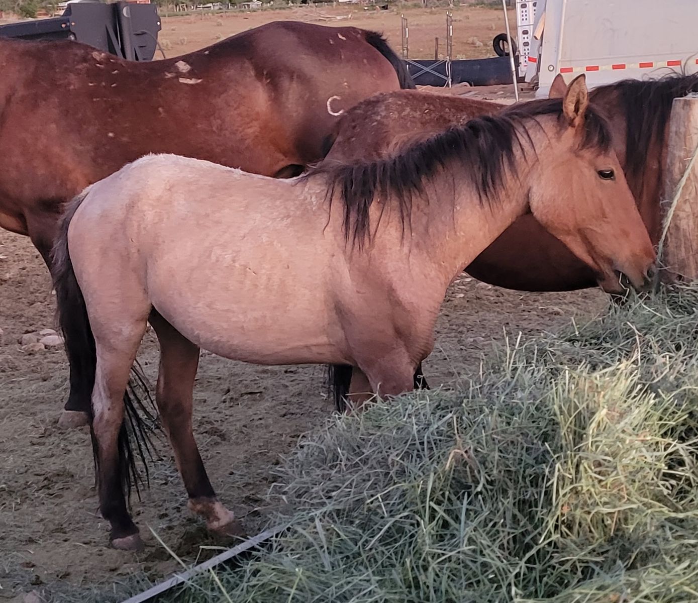 Roan filly