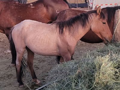 Roan filly