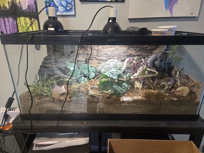 Leopard gecko with everything