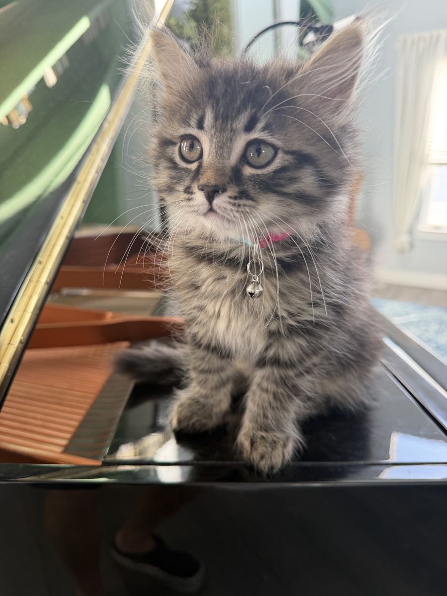 Siberian Kittens - Females - Purfect family cats!