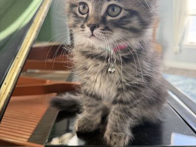 Siberian Kittens - Females - Purfect family cats!