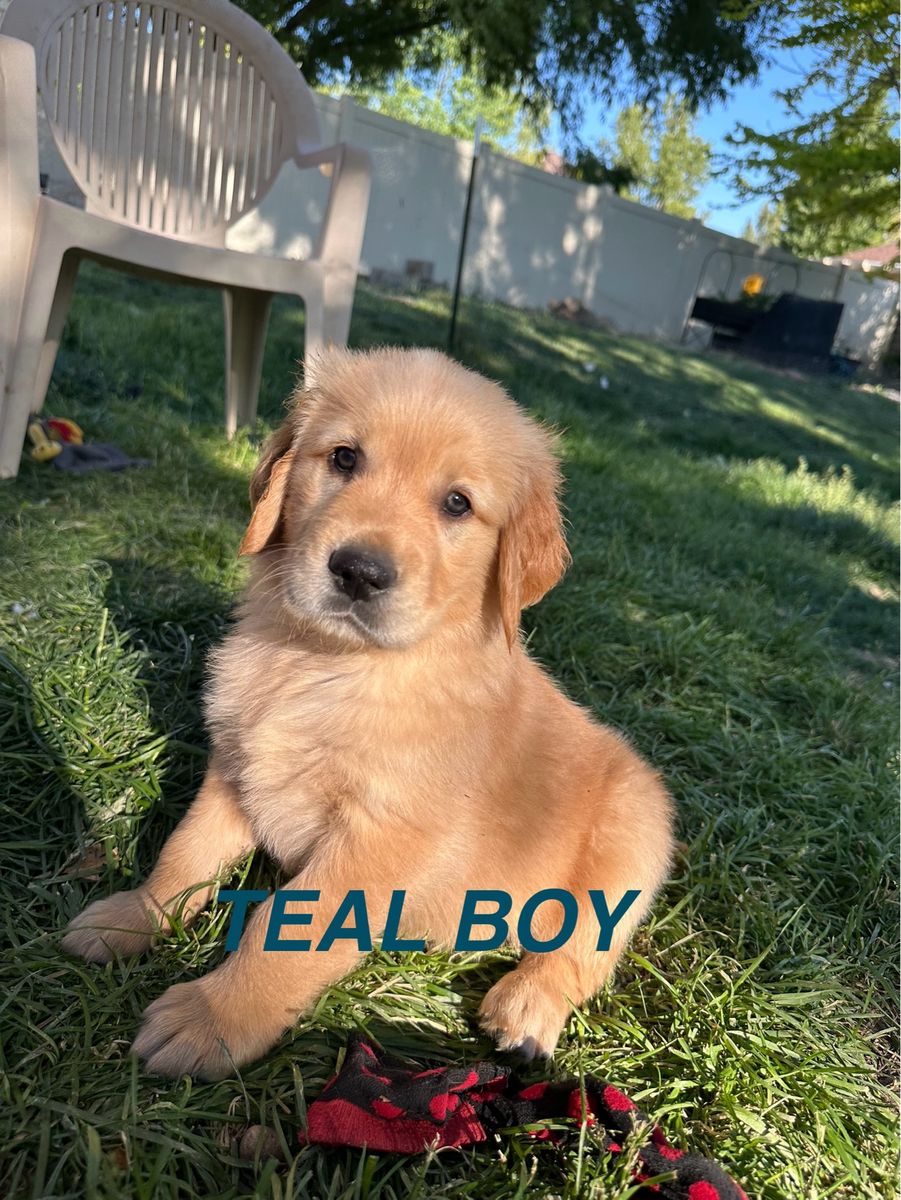 AKC Golden Retriever Puppies