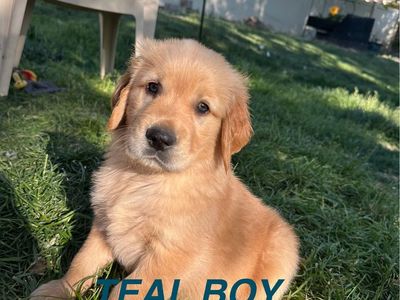 AKC Golden Retriever Puppies
