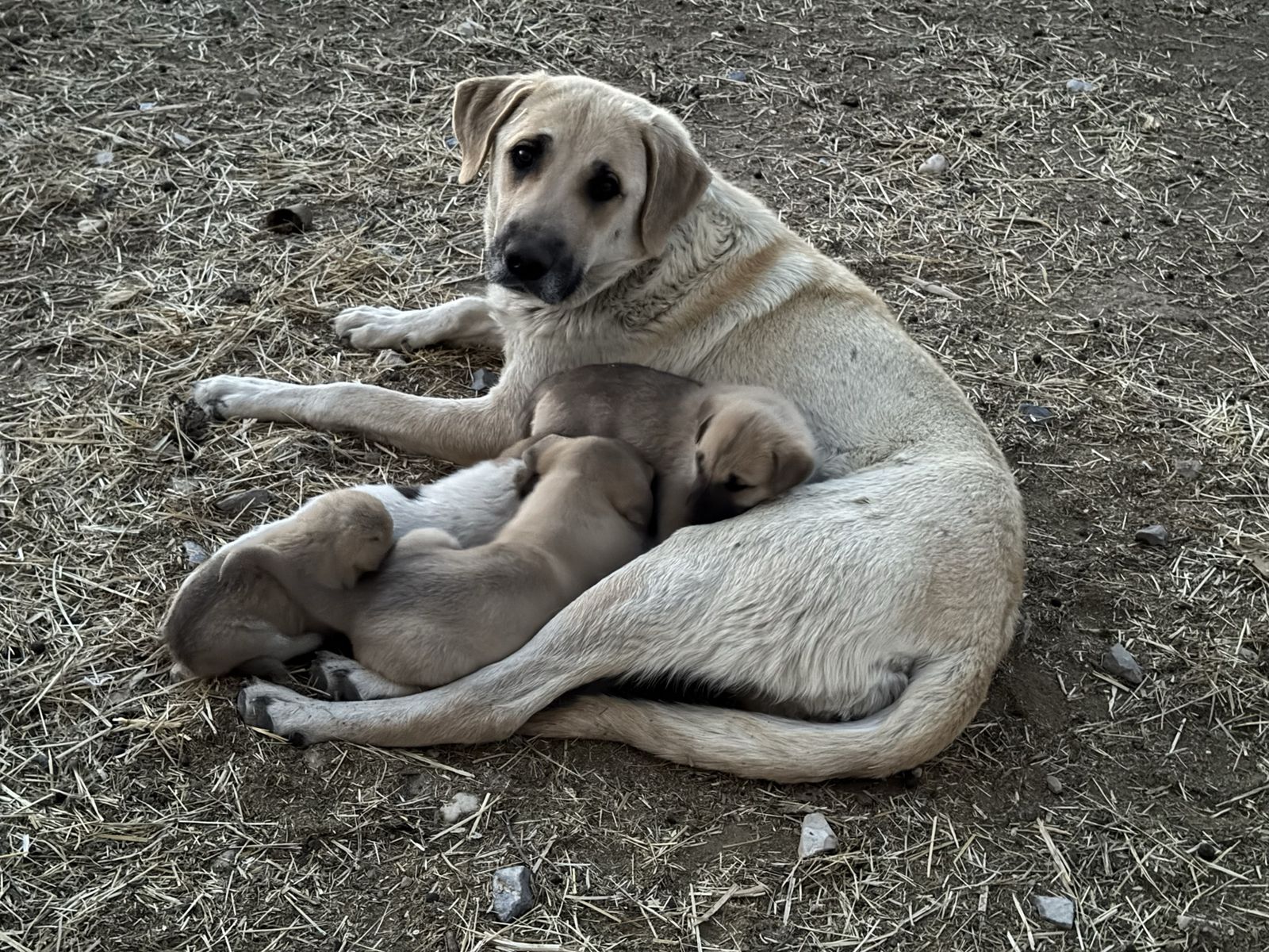 Anatolian Shepherd LGD