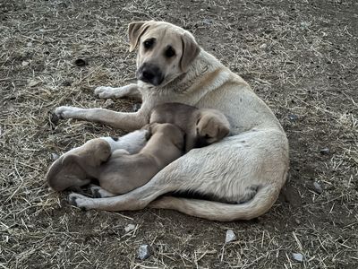 Anatolian Shepherd LGD