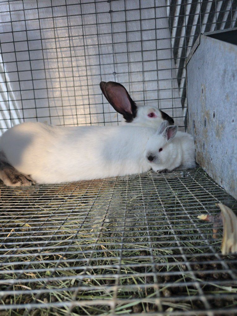 purebred Californian rabbits