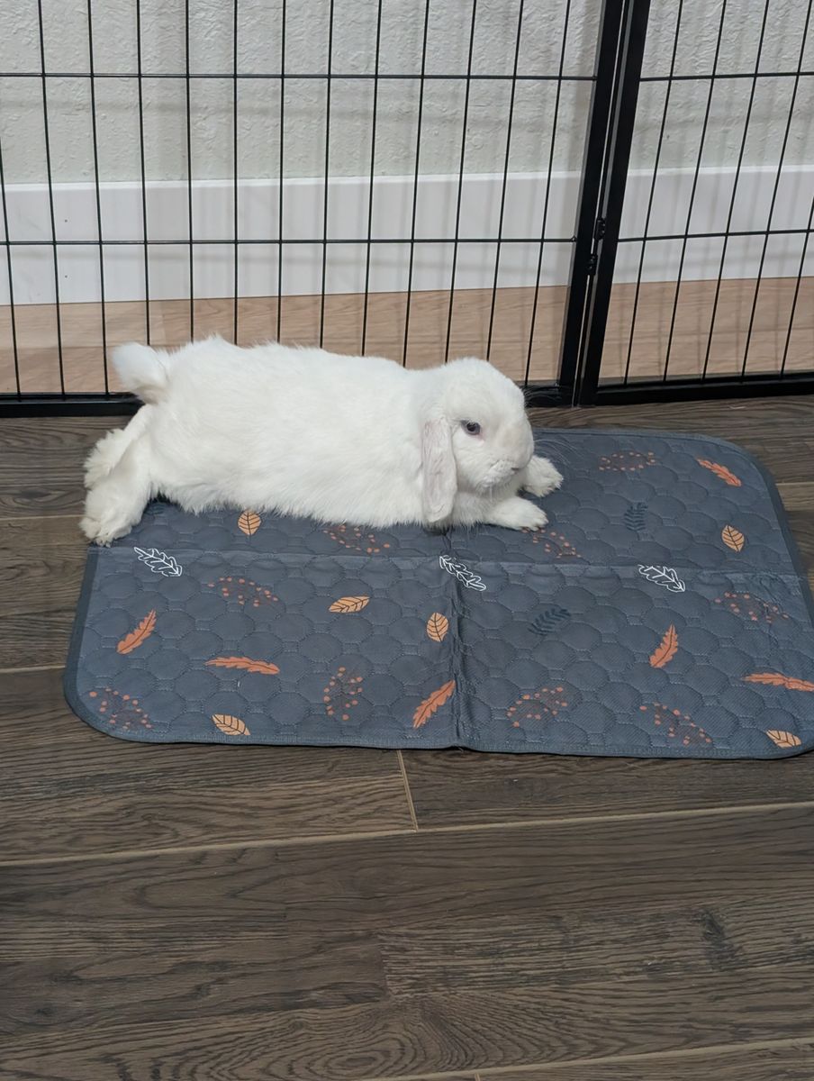 Free Mini Lop