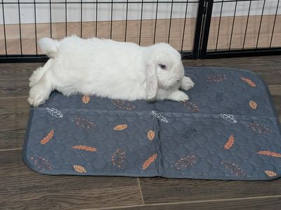Free Mini Lop