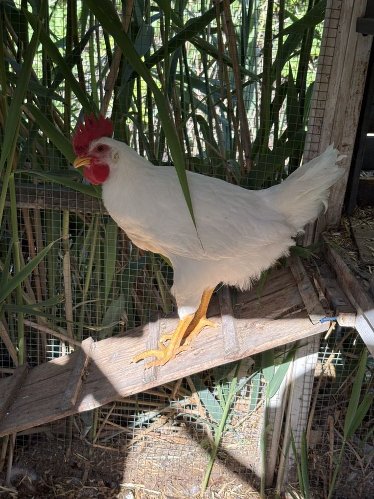 Rooster