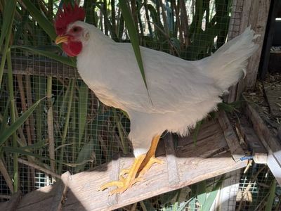 Rooster